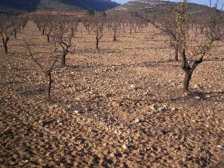 Suelo en Villena 21