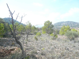 Suelo en Abanilla - Murcia 22