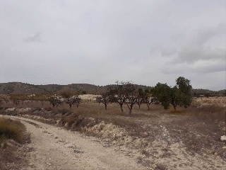 Suelo urbanizable en Raja-Solana, Jumilla (Murcia) 13