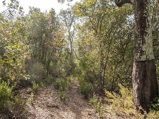 Suelo en Lg Selva, Riudarenes (Girona) 18