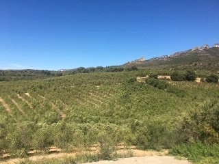 Terreno con edificación en Pt Sinyoles o Carxols, La Sénia 26