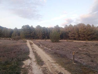 Suelo en Ayora 16