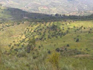 Suelo en Alcaucín - Málaga - 18