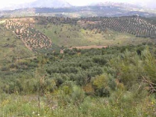Suelo en Alcaucín - Málaga - 20