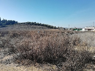 Suelo en Santiponce (Sevilla) 15