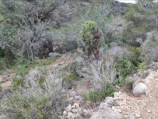 Suelos rústicos en Ptda. Baldomet - Alcalá de Xivert - Castellón 19