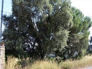 Solar situado en Maçanet de la Selva, Girona 12