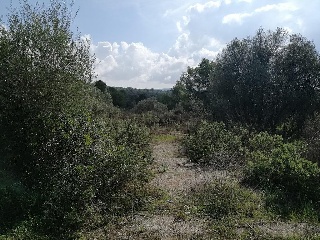 Suelo rústico en Son Gual-A 7