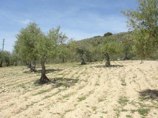Suelo no urbanizable en Campo Real - Madrid - 8