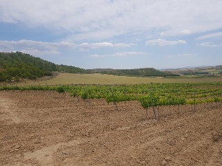 Suelos en Grávalos , La Rioja 14