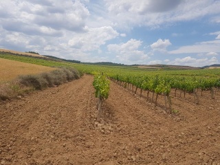 Suelos en Grávalos , La Rioja 15