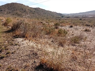FONT CALENT, HACIENDA DE CASAS DE SAN JUAN 19