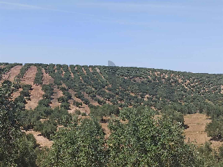 Pisos banco Martos