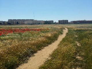 Suelo en C/ Gorrión 33