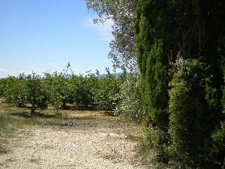 Parcelas en Cullera 24