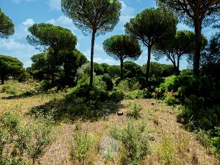 Suelo en Chiclana de la Frontera 32