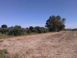 Suelo urbanizable en Castillo de Zerezuela 11