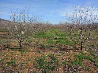 Suelo Rustico situado en Xátiva - Valencia 4