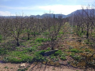 Suelo Rustico situado en Xátiva - Valencia 6