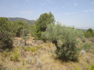 Terreno con edificación en Tibi - Alicante - 9
