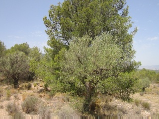 Terreno con edificación en Tibi - Alicante - 13