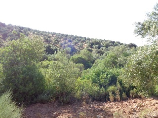 Suelo rústico en Paraje Cuesta de las Hoyas 3