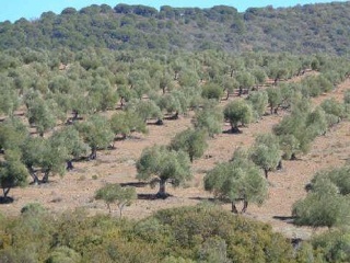Suelo rústico en Paraje Cuesta de las Hoyas 4