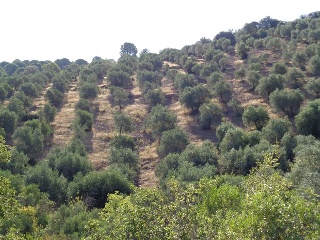 Suelo rústico en Paraje Cuesta de las Hoyas 7