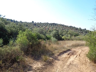 Suelo rústico en Paraje Cuesta de las Hoyas 11