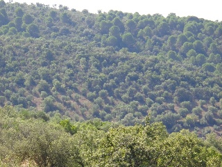 Suelo rústico en Paraje Cuesta de las Hoyas 14