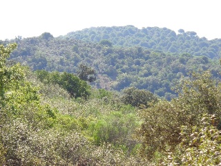 Suelo rústico en Paraje Cuesta de las Hoyas 16
