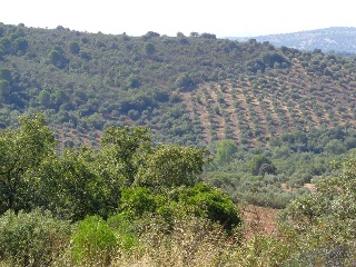 Suelo rústico en Paraje Cuesta de las Hoyas 17