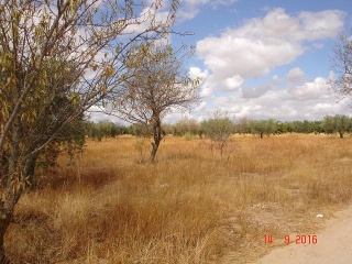 Finca Rústica con Edificación en C/ Polígono, La Puebla de Montalbán (Toledo)  2