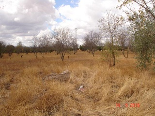 Finca Rústica con Edificación en C/ Polígono, La Puebla de Montalbán (Toledo)  3