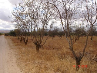 Finca Rústica con Edificación en C/ Polígono, La Puebla de Montalbán (Toledo)  4