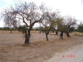 Finca Rústica con Edificación en C/ Polígono, La Puebla de Montalbán (Toledo)  7