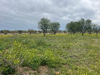 Finca Rústica con Edificación en C/ Polígono, La Puebla de Montalbán (Toledo)  15