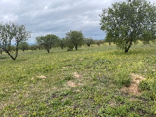 Finca Rústica con Edificación en C/ Polígono, La Puebla de Montalbán (Toledo)  16