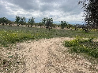 Finca Rústica con Edificación en C/ Polígono, La Puebla de Montalbán (Toledo)  18