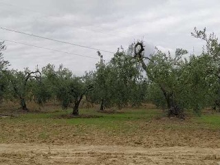 Otros en venta en Albaida Del Aljarafe de 14128  m²