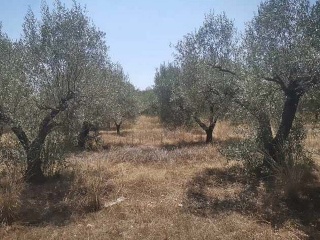 Suelo urbano consolidado en Pt Cala Puntal - Vinarós - 6