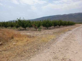 Suelo rústico en Paraje Conejos, Pol 64 - Jumilla - 7