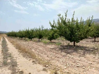 Suelo rústico en Paraje Conejos, Pol 64 - Jumilla - 8