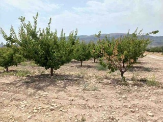 Suelo rústico en Paraje Conejos, Pol 64 - Jumilla - 9