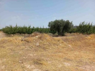 Suelo rústico en Paraje Conejos, Pol 64 - Jumilla - 10