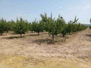 Suelo rústico en Paraje Conejos, Pol 64 - Jumilla - 11