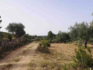 Suelo rústico en Partida Sacaras - Jalance - Valencia 8