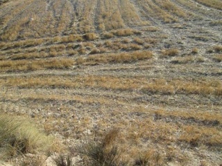 Suelo rústico en Lg Castañeda y Umbrías de La Pinosa, Pol 313 - Lorca - 8