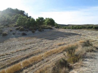 Suelo rústico en Lg Castañeda y Umbrías de La Pinosa, Pol 313 - Lorca - 11