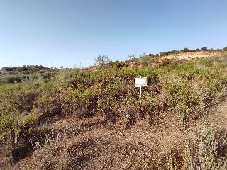Suelo en Almogía (Málaga) 3